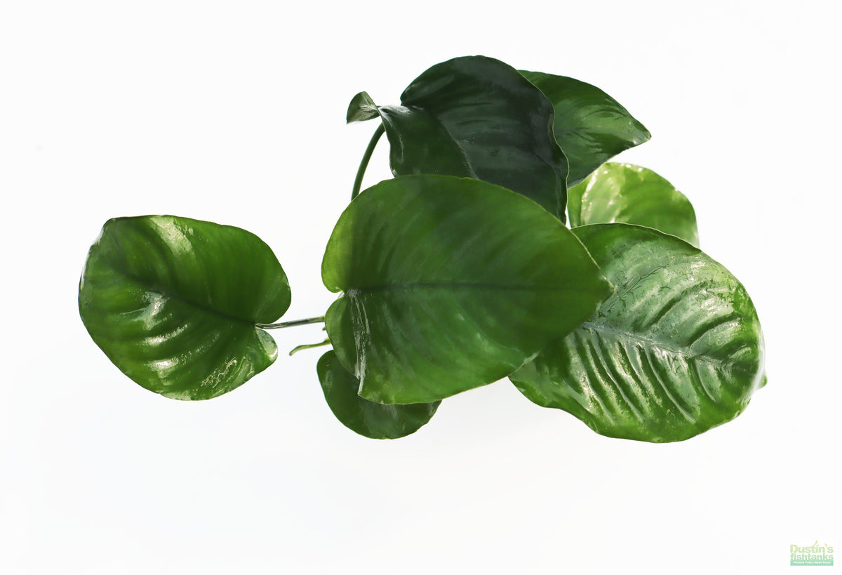 Live Anubias Barteri Broadleaf Aquarium Plant, Anubias Broadleaf SMALL POTTED (2/28/25) Photos)