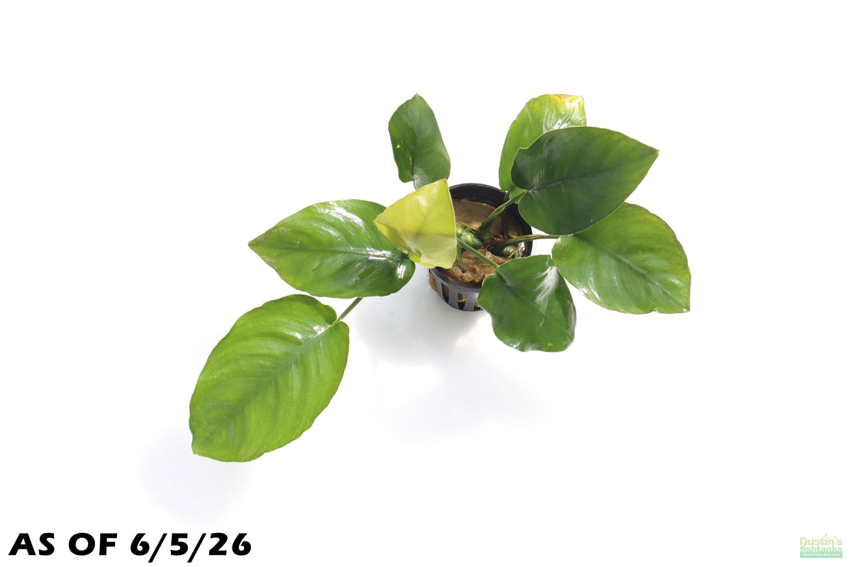Live Anubias Barteri Broadleaf Aquarium Plant, Anubias LARGE POTTED Photos Labeled (6.14.23)