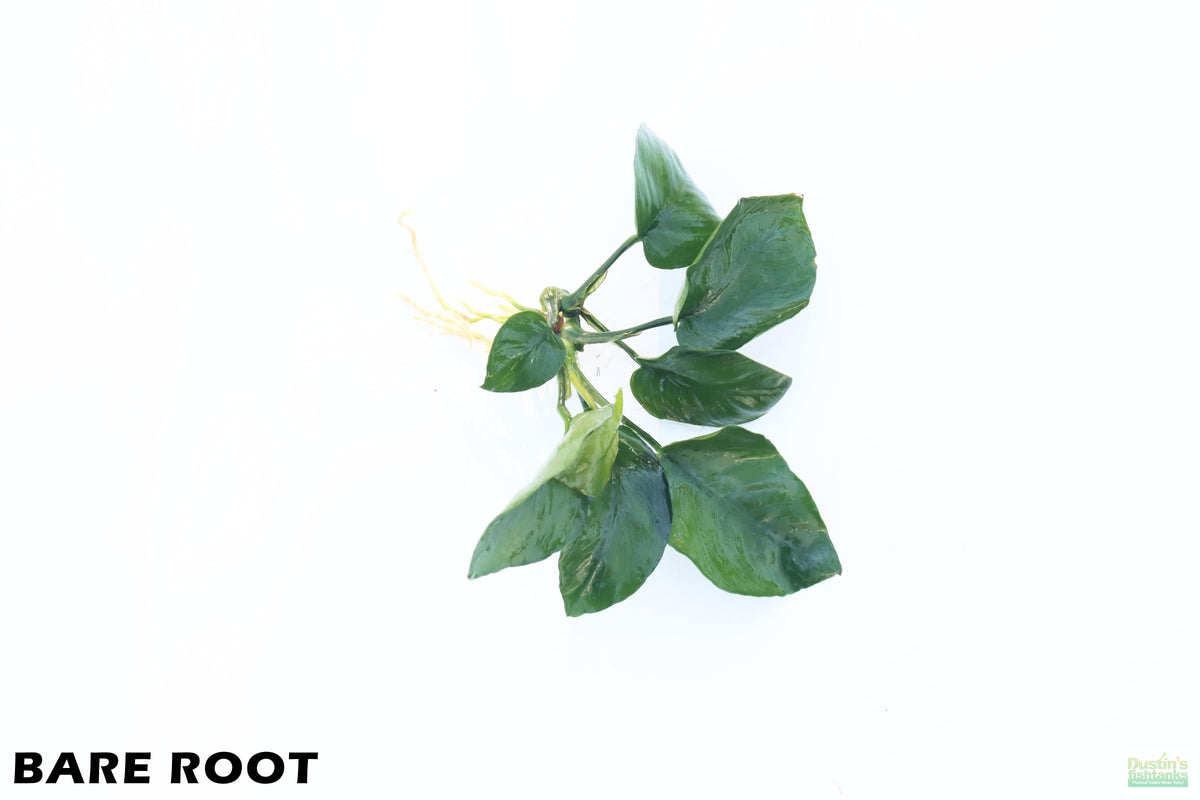 Live Anubias Barteri Broadleaf Aquarium Plant, Anubias BARE ROOT Large