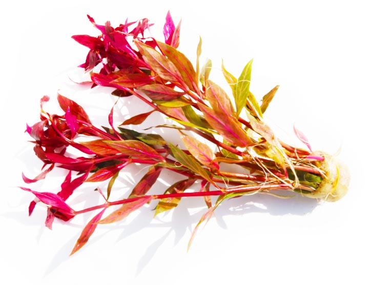 Alternanthera Reineckii Variegated_Aquarium Plant For Sale