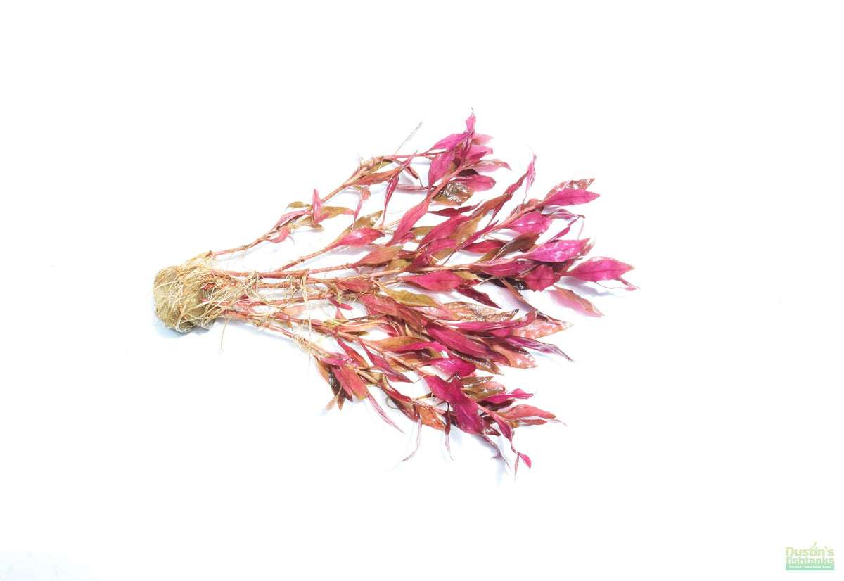 Alternanthera Reineckii Variegated_Aquarium Plant For Sale