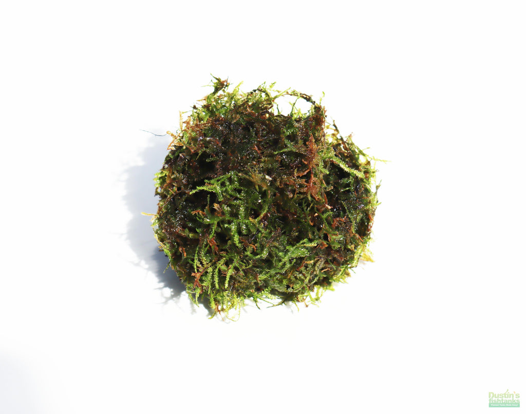 JAVA MOSS -SUPER EASY Low Light Aquarium Plant. Aquarium Moss For Sale. Aquarium Plant For Sale. Java Moss ball on white. Portion Size.
