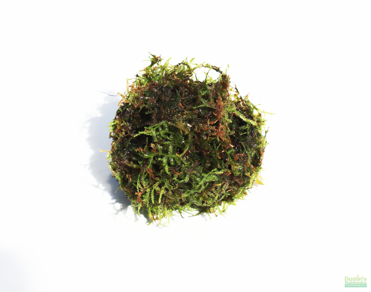 Live Java Moss Aquarium Plant, Default Title