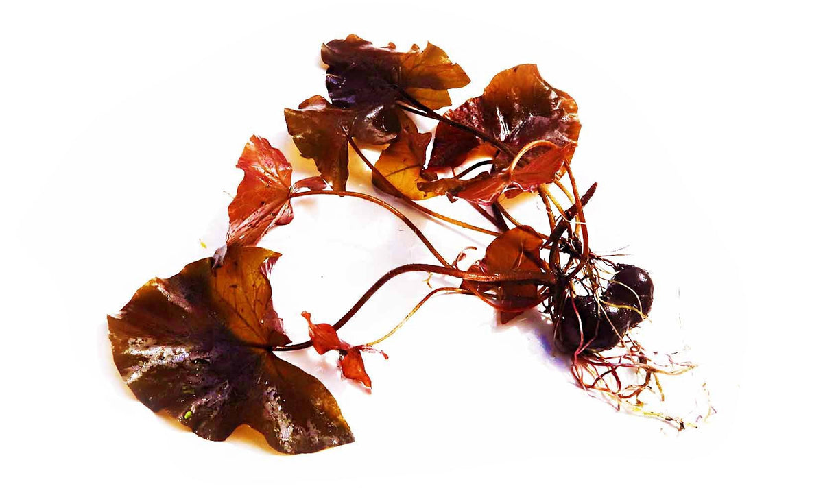 Live Red Tiger Lotus Aquarium Plant, Bulb with small sprout
