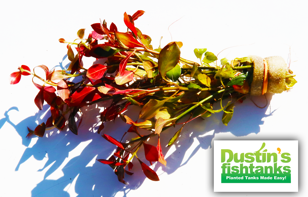 Ludwigia Repens for sale on Dustin's Fishtanks