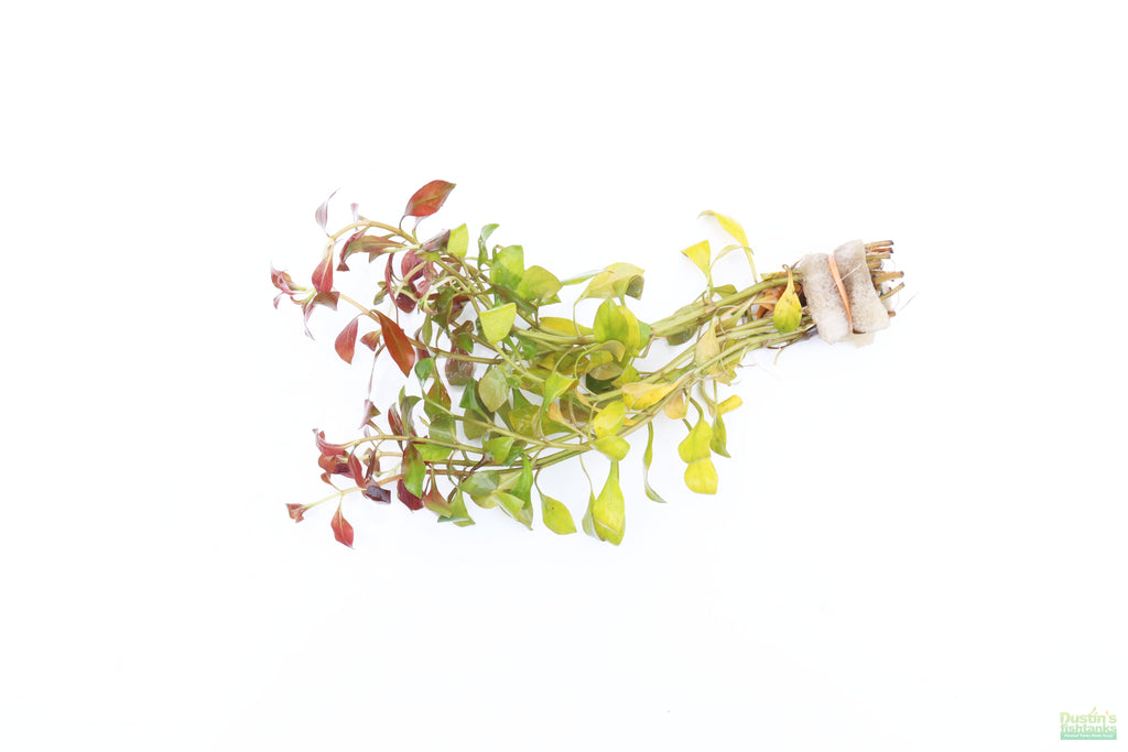 Ludwigia Repens_Absolutely Stunning Aquarium plant for sale