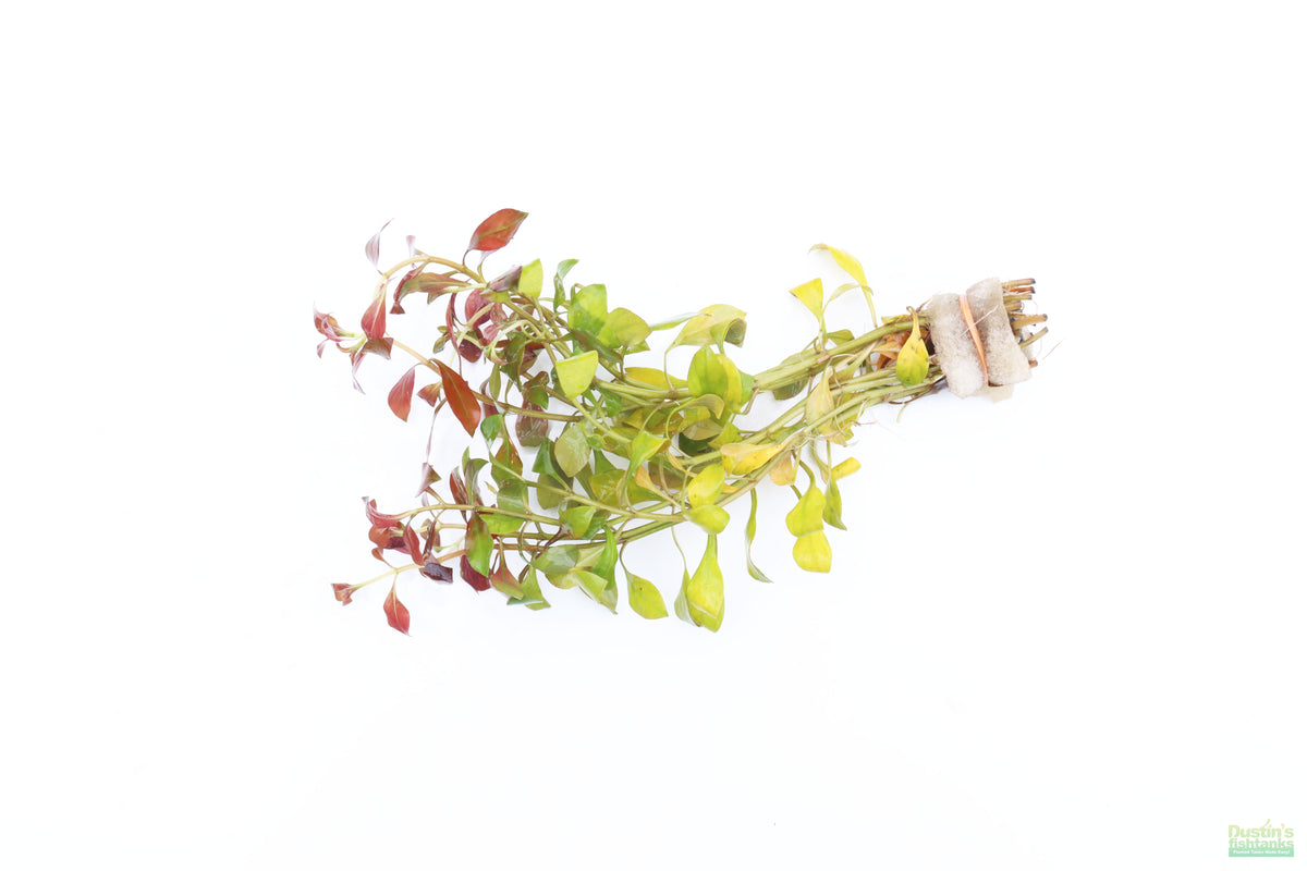 Ludwigia Repens_Absolutely Stunning Aquarium plant for sale