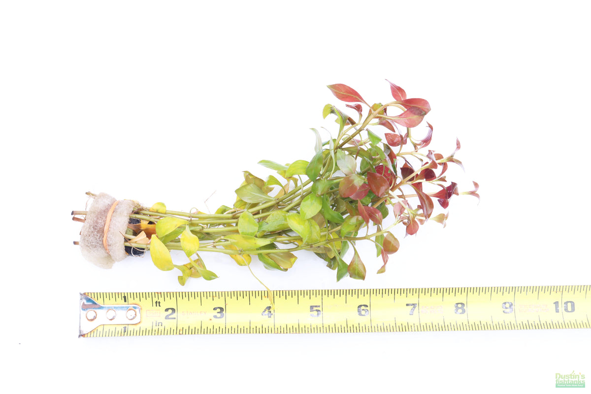 Ludwigia Repens_Absolutely Stunning Aquarium plant for sale