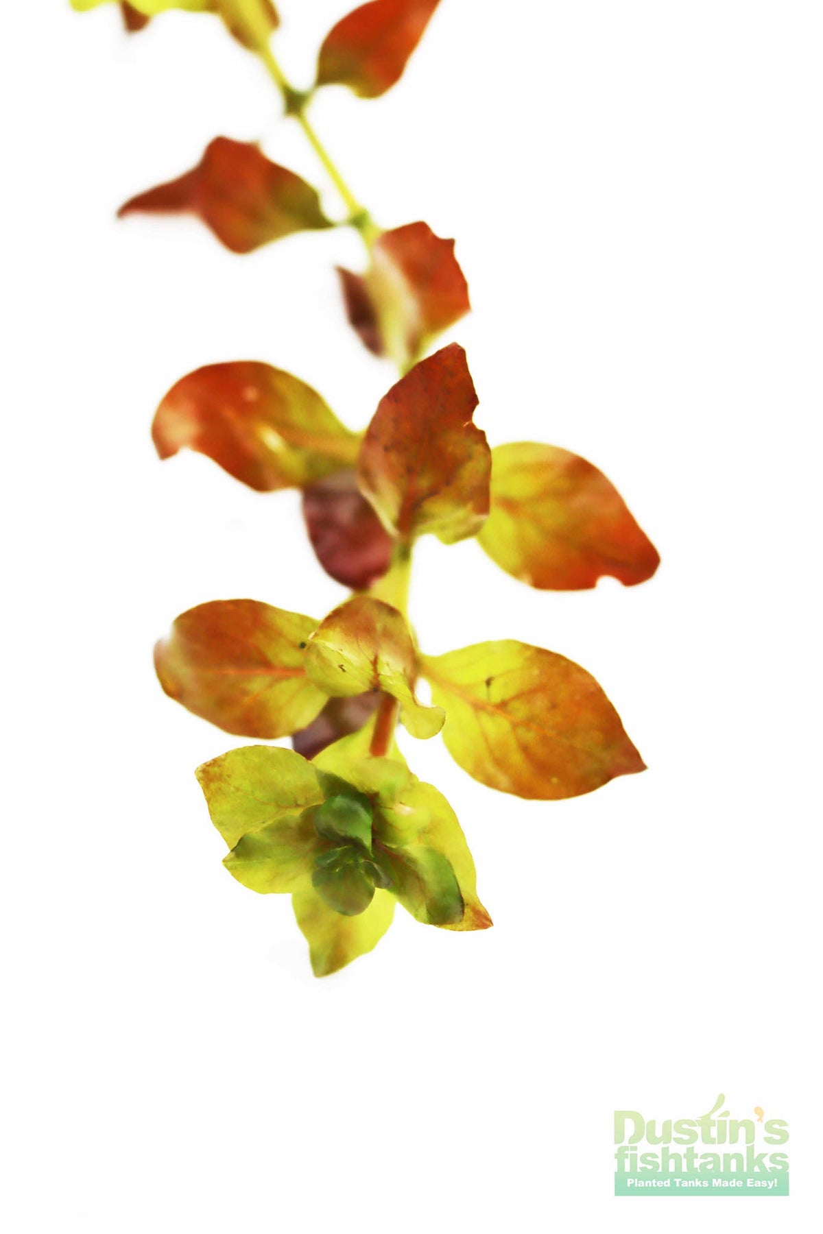 Ludwigia Repens_Absolutely Stunning Aquarium plant for sale