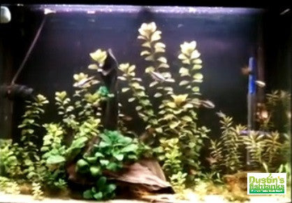 Ludwigia Repens at Steves house