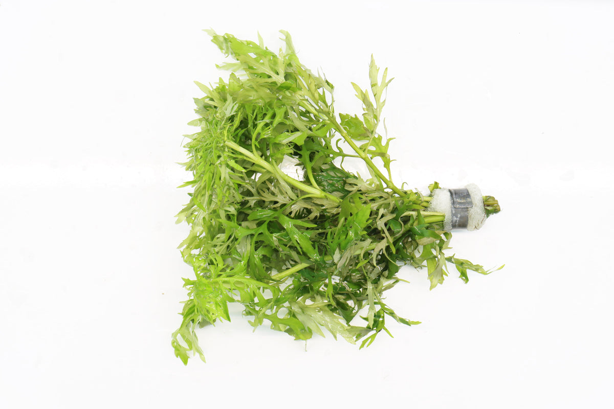 Water Wisteria Hygrophila Difformis_Aquarium PLant_Aquarium PLants for sale