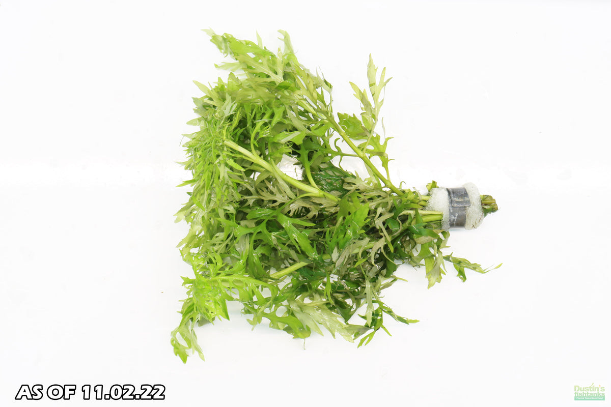 Water Wisteria Hygrophila Difformis_Aquarium PLant_Aquarium PLants for sale
