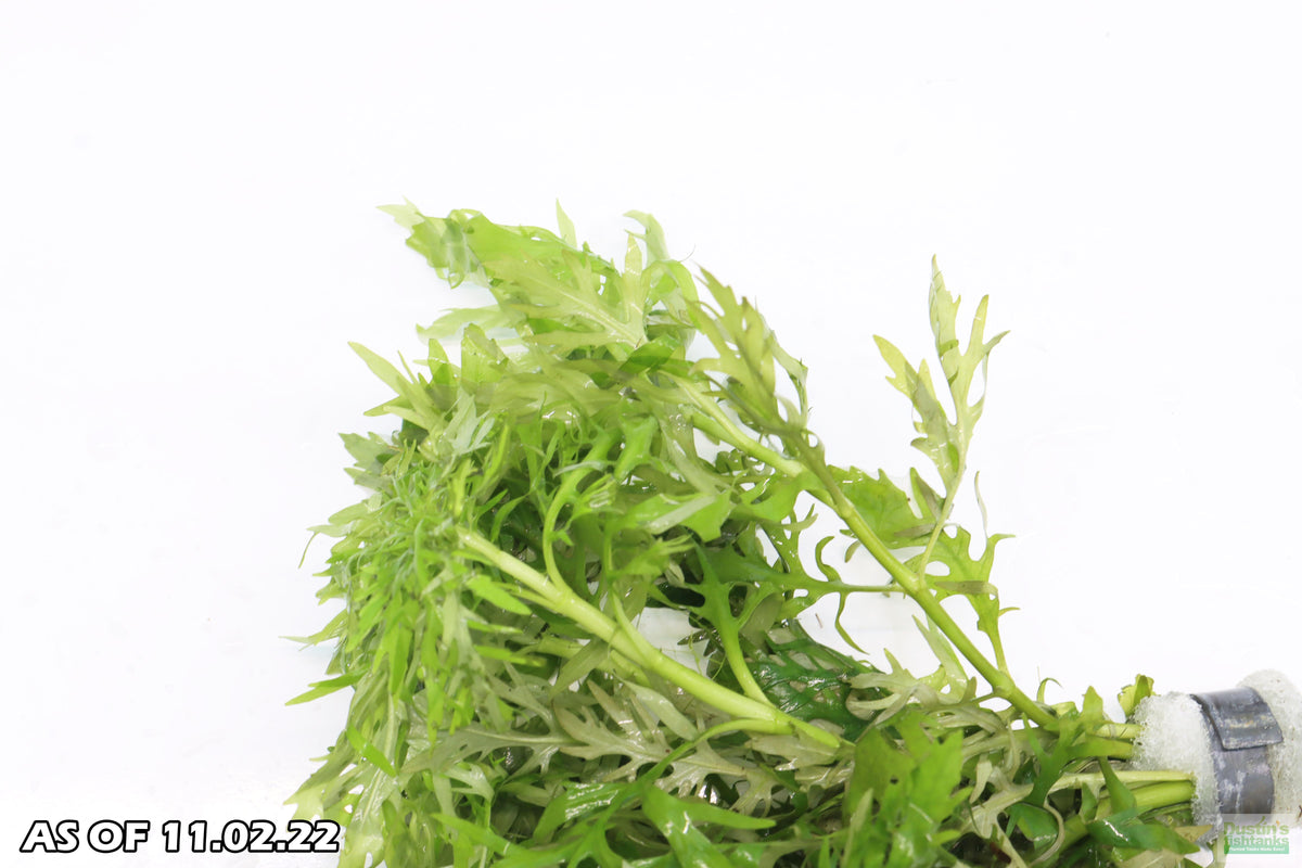 Water Wisteria Hygrophila Difformis_Aquarium PLant_Aquarium PLants for sale