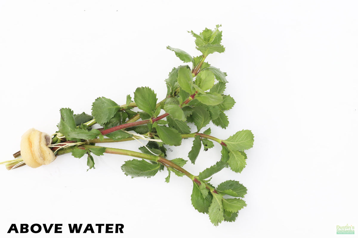 Live Water Wisteria Aquarium Plant, Above Water