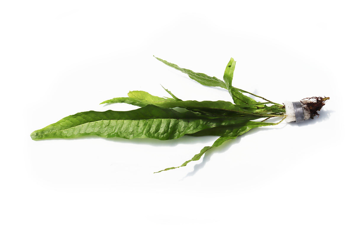 Live Java Fern Aquarium Plant product image 1
