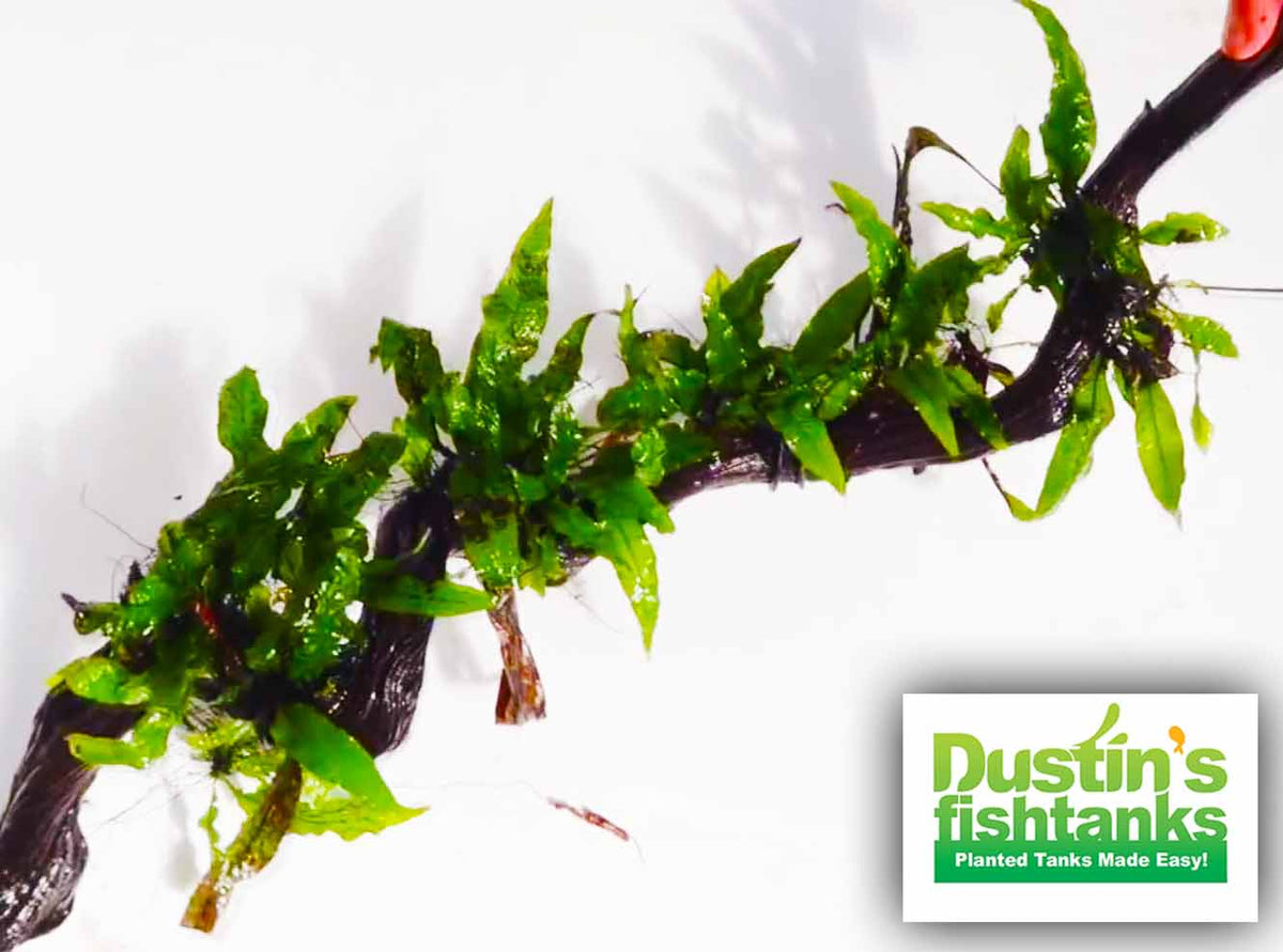 Live Java Fern Aquarium Plant product image 19