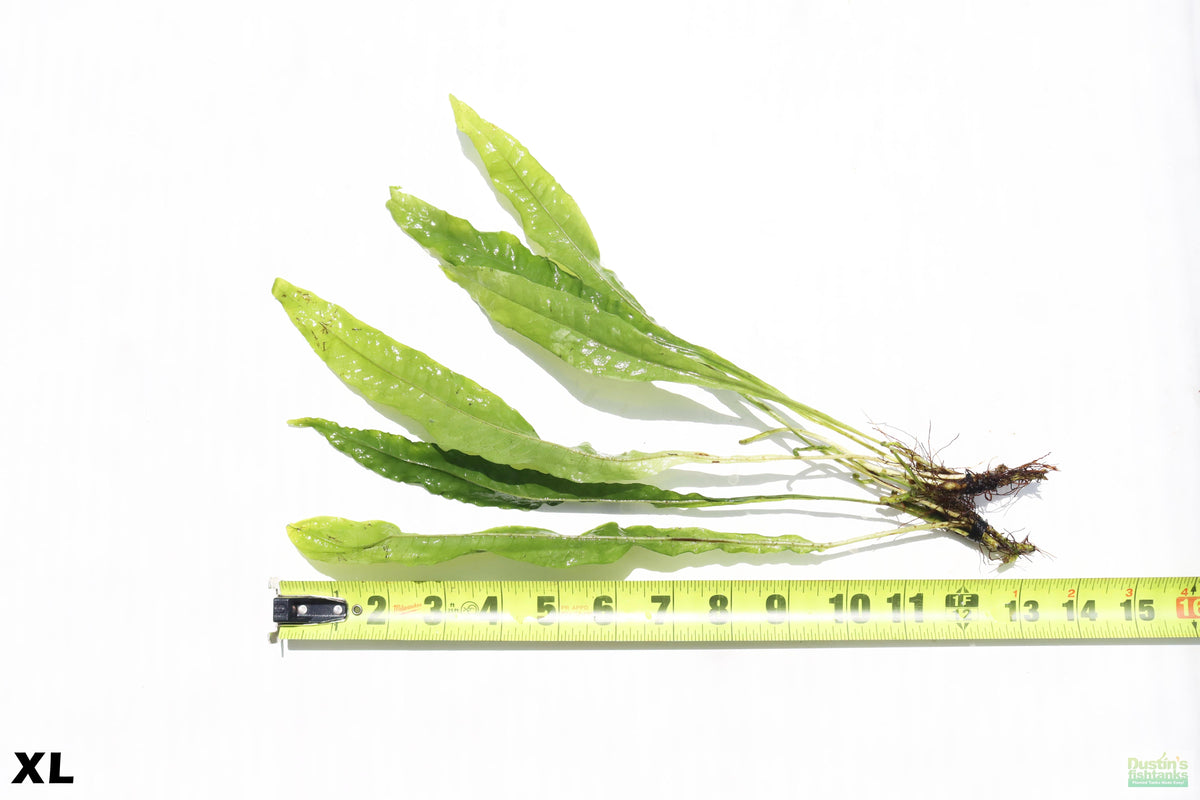 Live Java Fern Aquarium Plant, XL