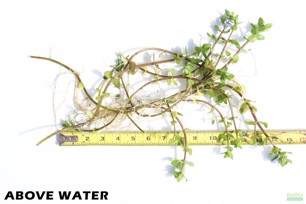 Bacopa Yellow Flame_Above Water Grown_Aquarium plant For sale