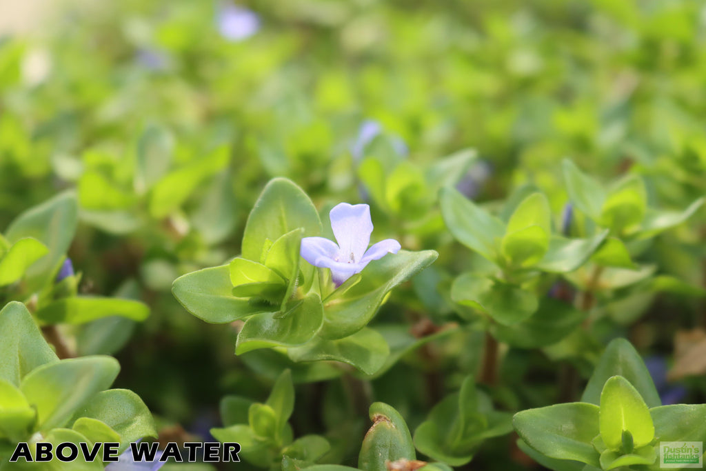Bacopa Yellow Flame_Above Water Grown_Aquarium plant For sale