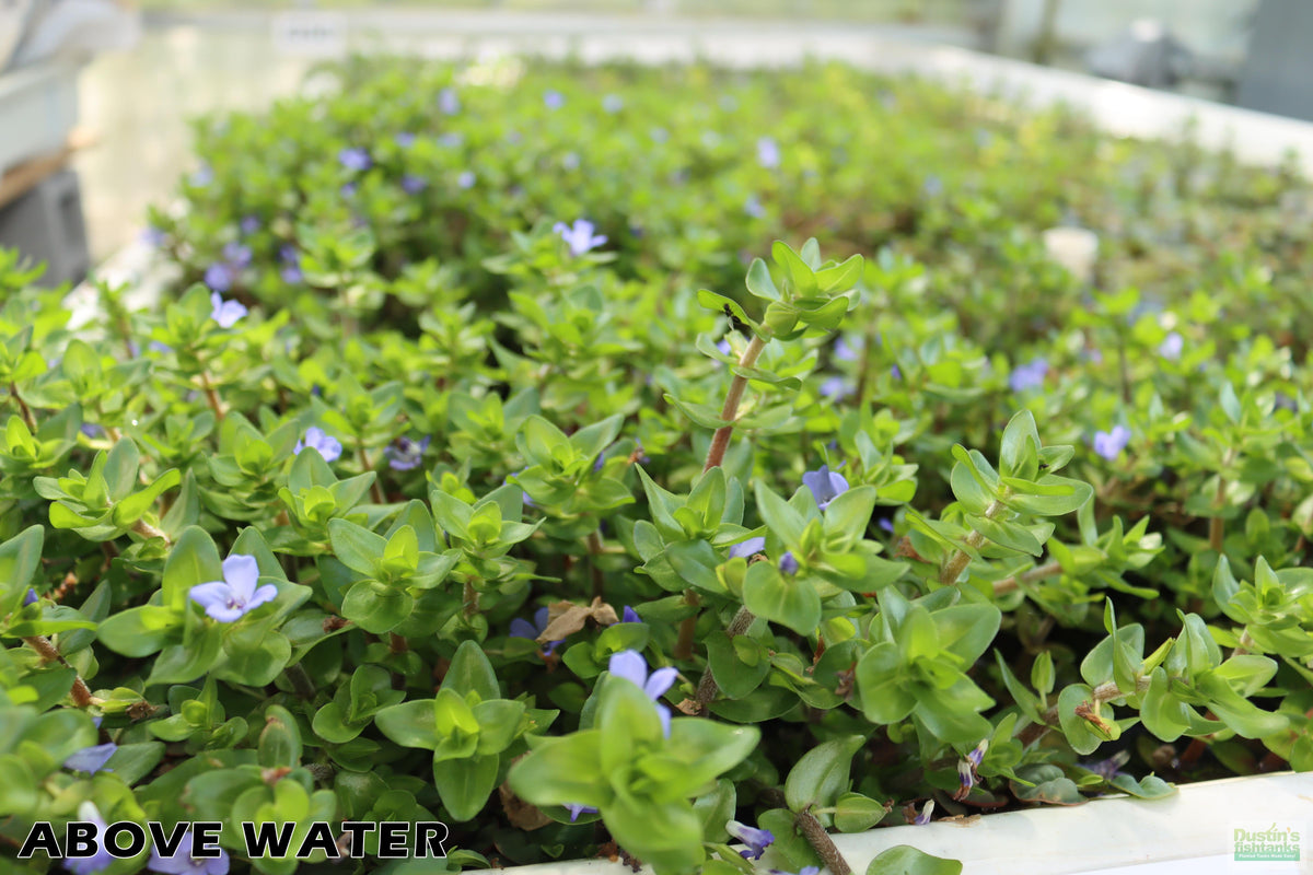 Bacopa Yellow Flame_Above Water Grown_Aquarium plant For sale