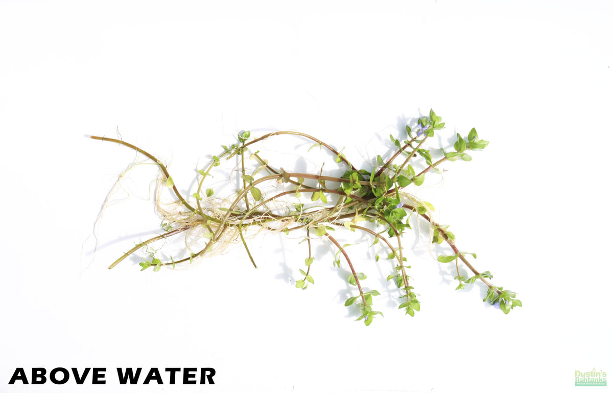 Bacopa Caroliniana Yellow Flame Aquarium Plant, Above Water Grown