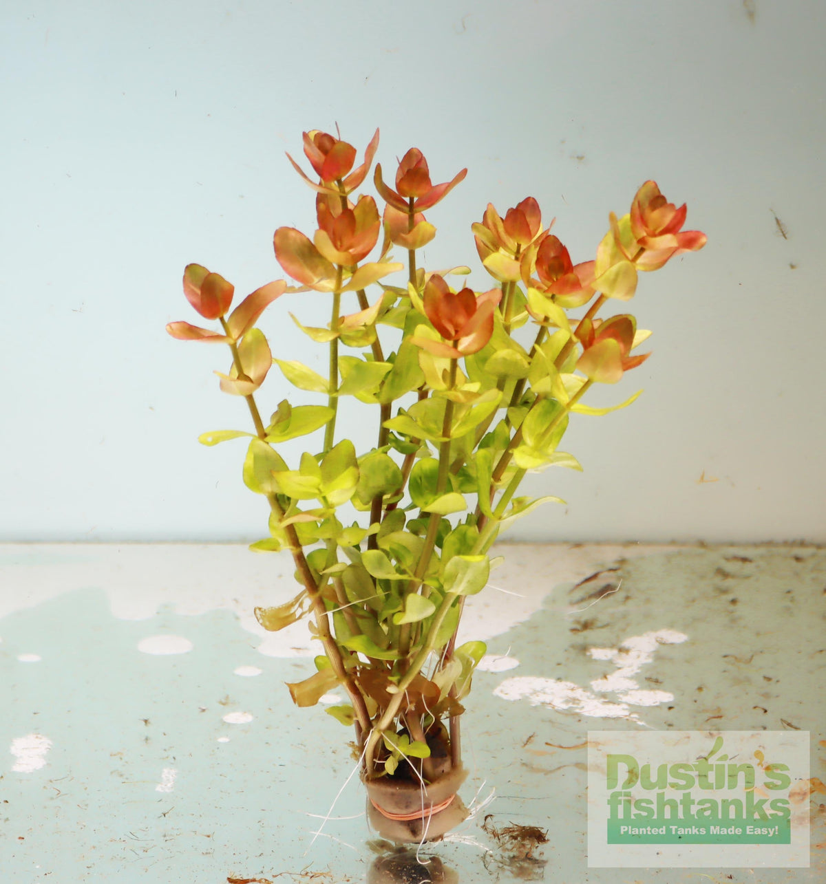 Bacopa Caroliniana Yellow Flame Aquarium Plant, Below Water Grown