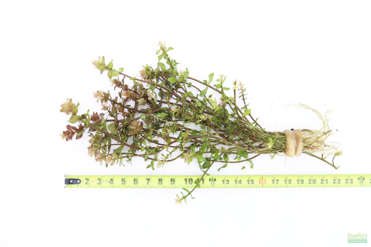 Bacopa Caroliniana Yellow Flame Aquarium Plant, XL
