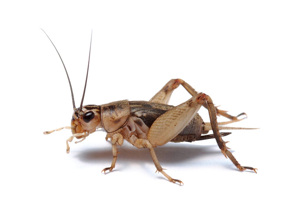 Live Banded Cricket Feeder Insects Large 3/4" / 50 (Cupped) / Cupped