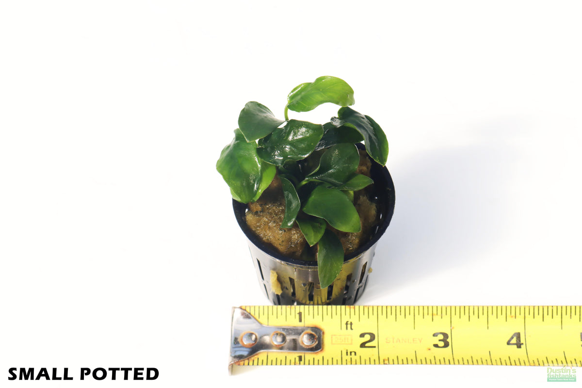 Live Anubias Nana Petite Aquarium Plant, Small Potted