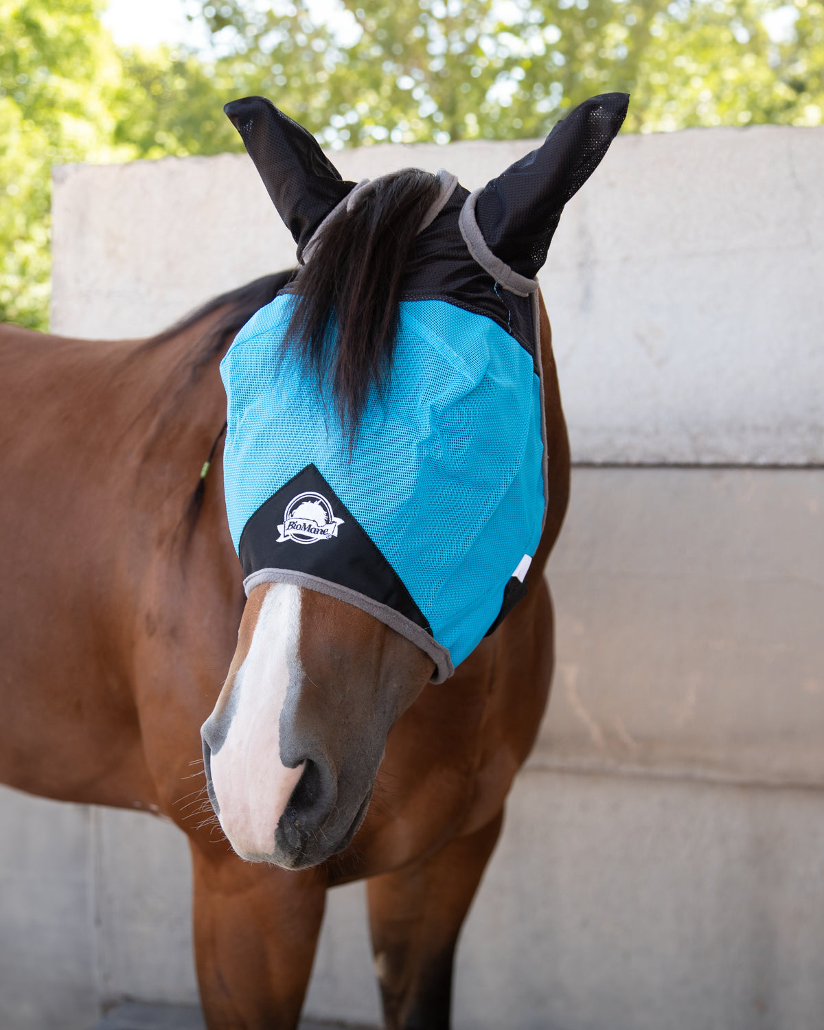 Quarter Horse Fly Mask Quarter Horse - Blue