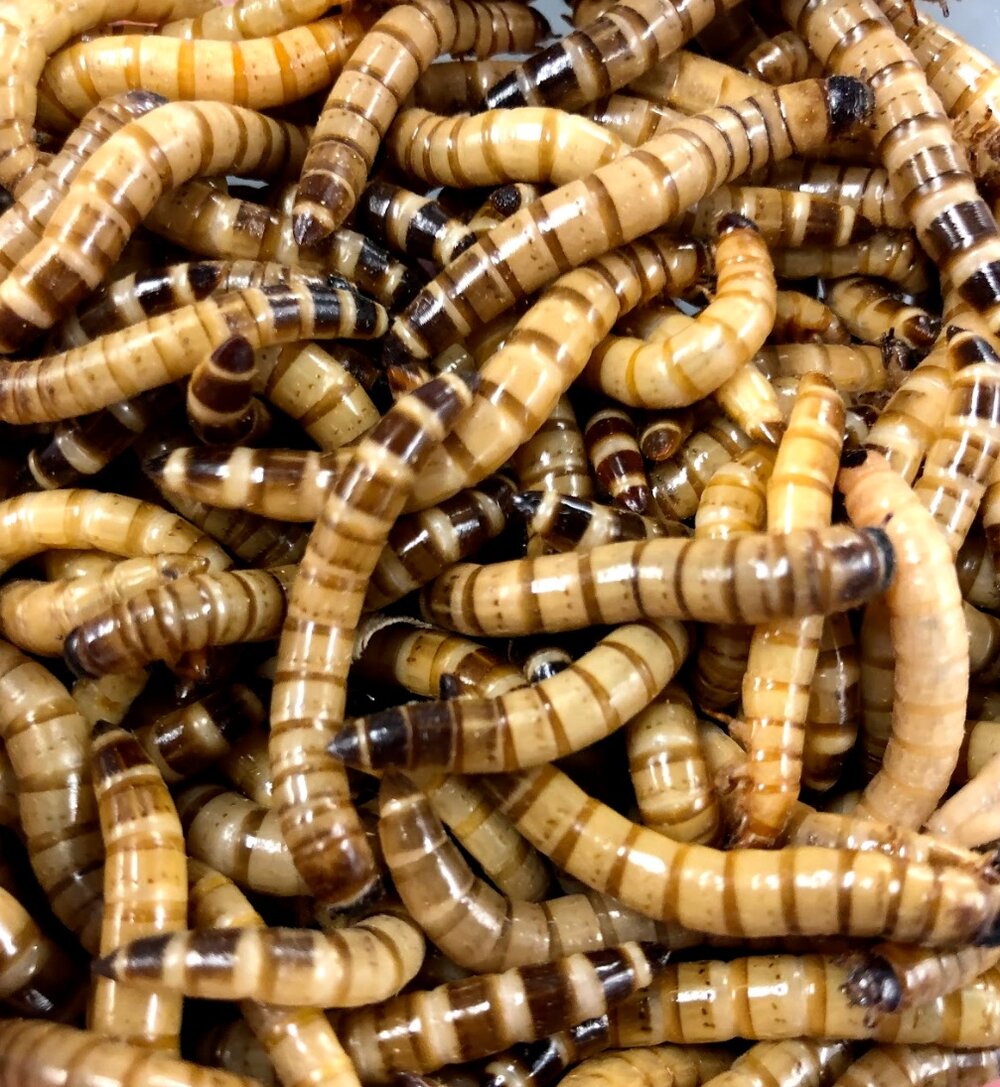 Live Superworm Feeder Insects product image 2