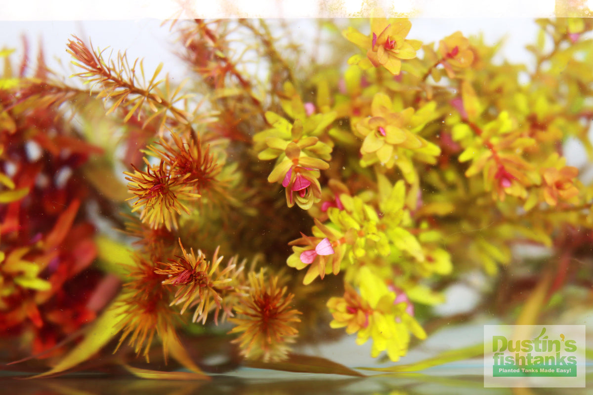 Live Red Aquarium Plant Assortment product image 5