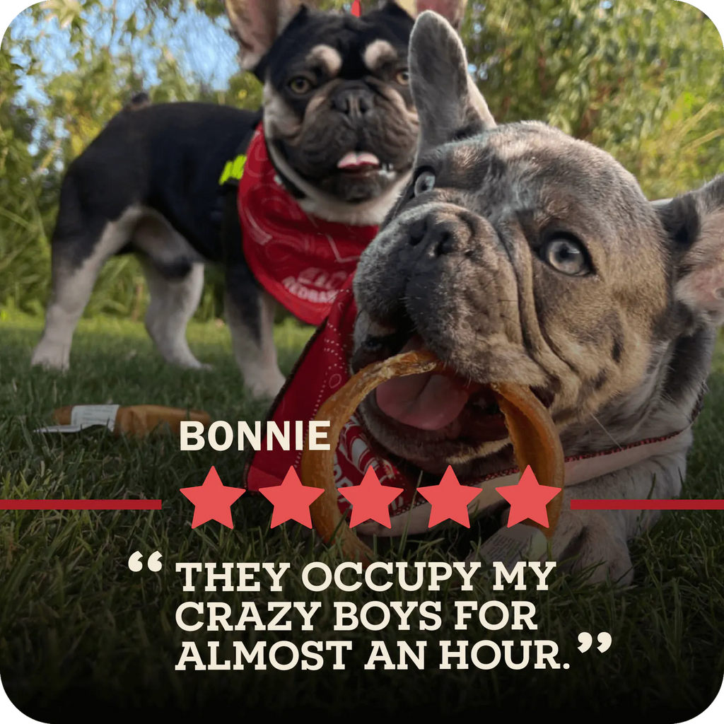 Two small breed dogs with one holding Redbarn Bully Rings in their mouth with a five star review from Bonnie that reads, "They occupy my crazy boys for almost an hour."
