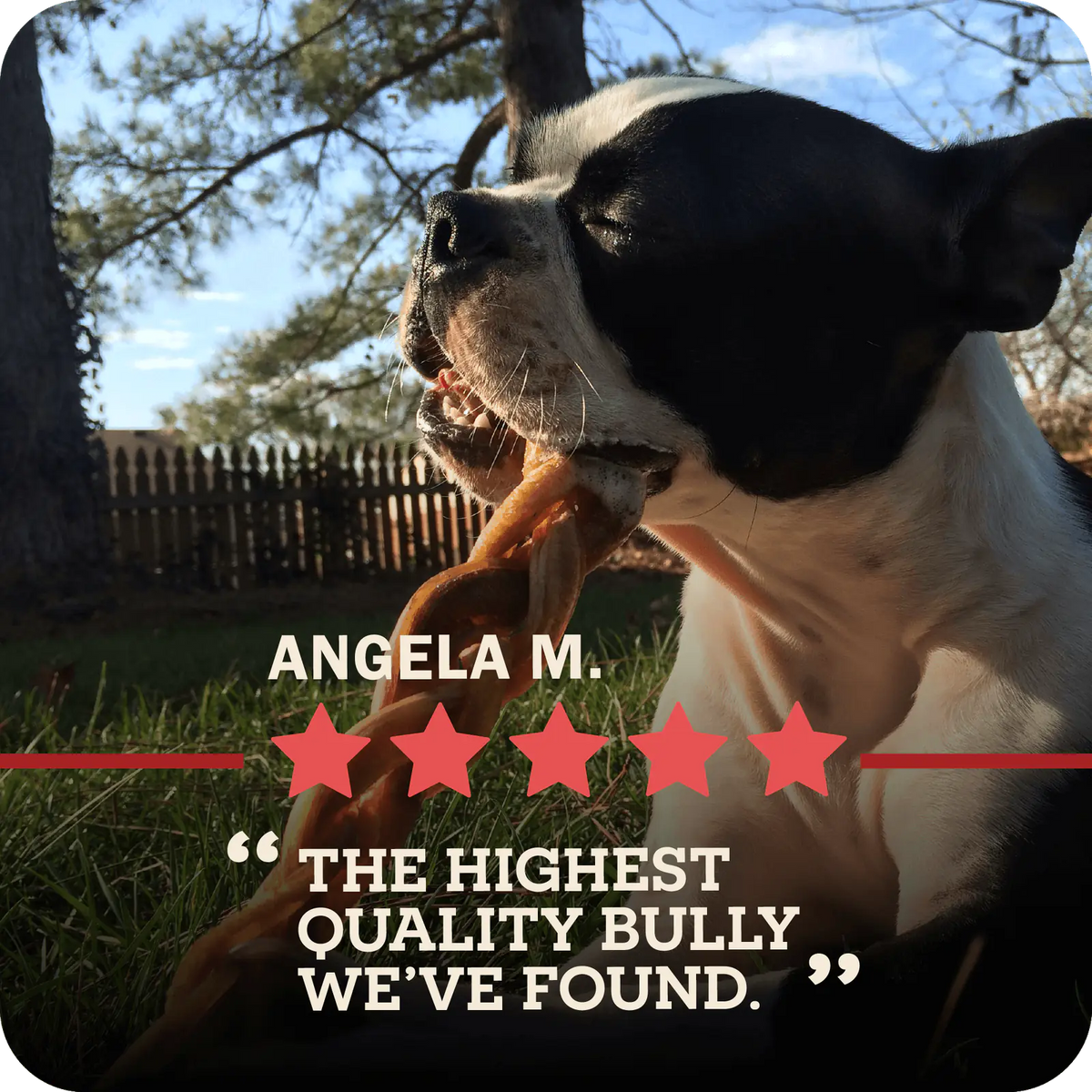 A dog with a look of satisfaction chewing on a Redbarn Bully Braids stick in a backyard. A five star review from Angela M., which reads, "Highest quality Bully we've found."