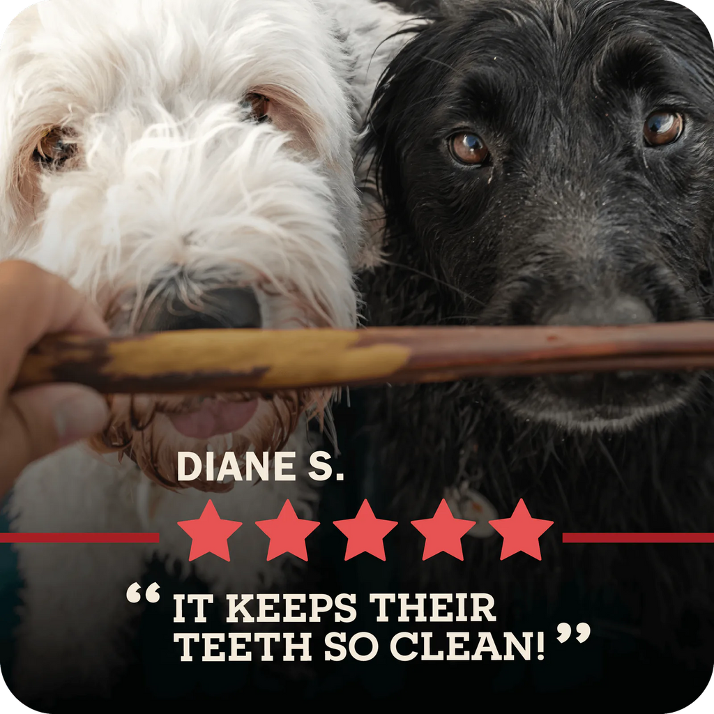 An image of a person's hand holding a bully stick in front of a white and a black dog who are excited with red colored five stars rating below which reads, "It keeps their teeth so clean!"