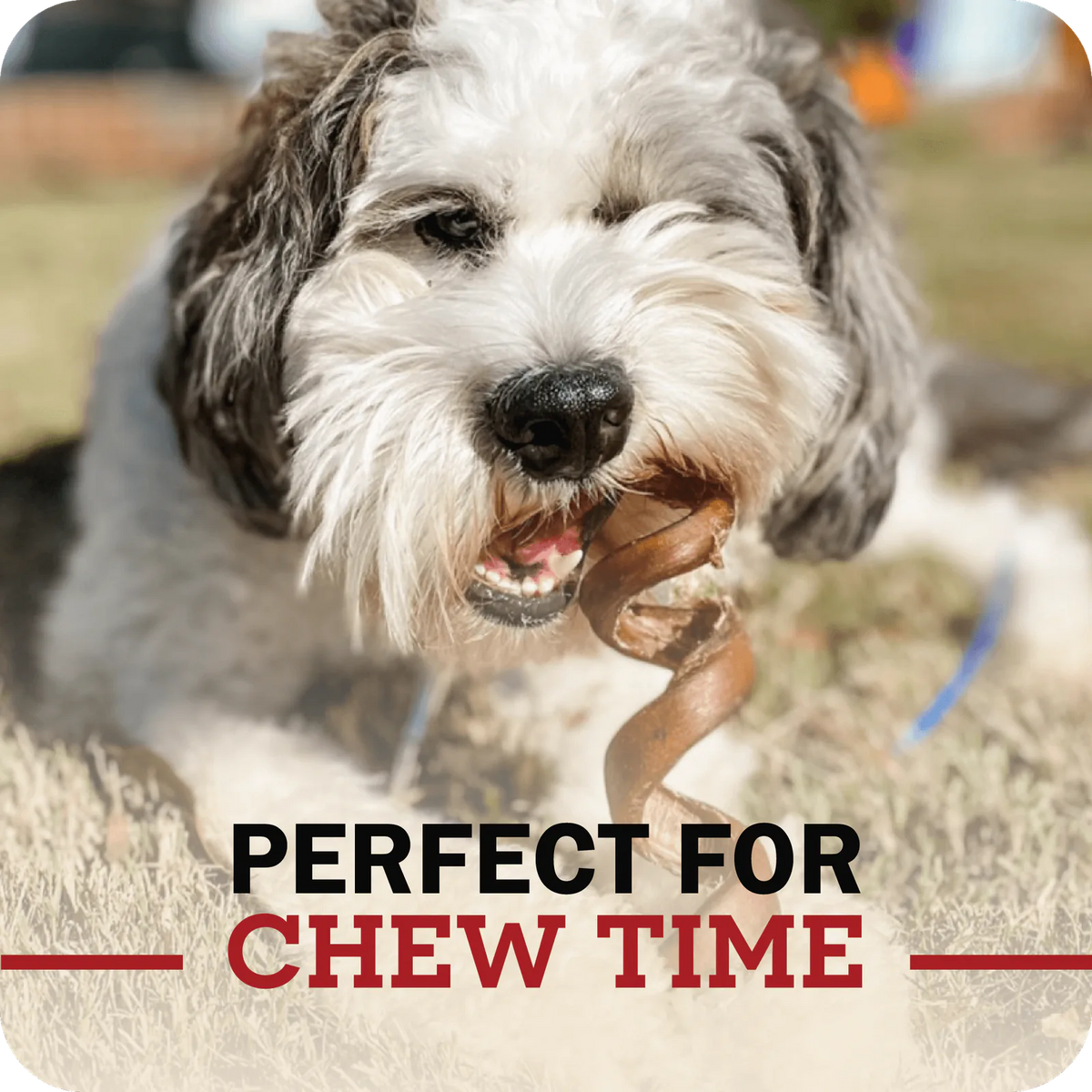 An image of a small breed dog enjoying their Redbarn Bully spring chew with a message that reads, 'Perfect for chew time.'