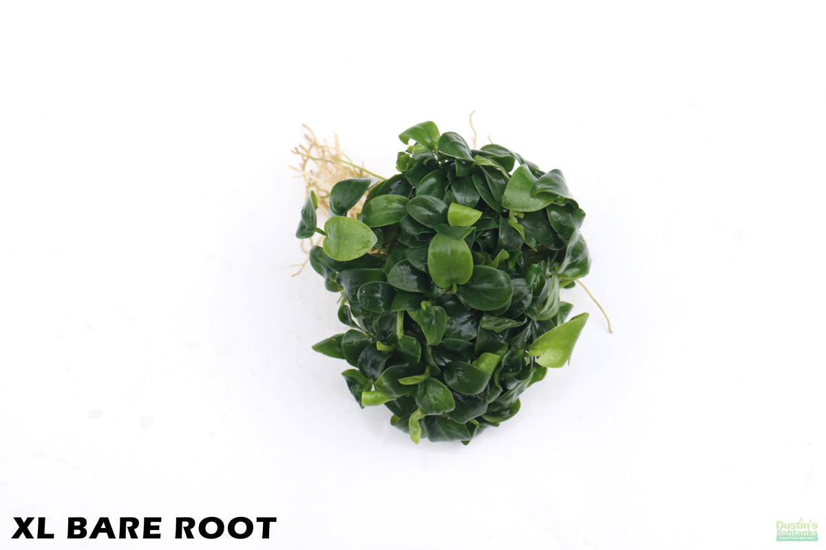 Live Anubias Nana Petite Aquarium Plant product image 3