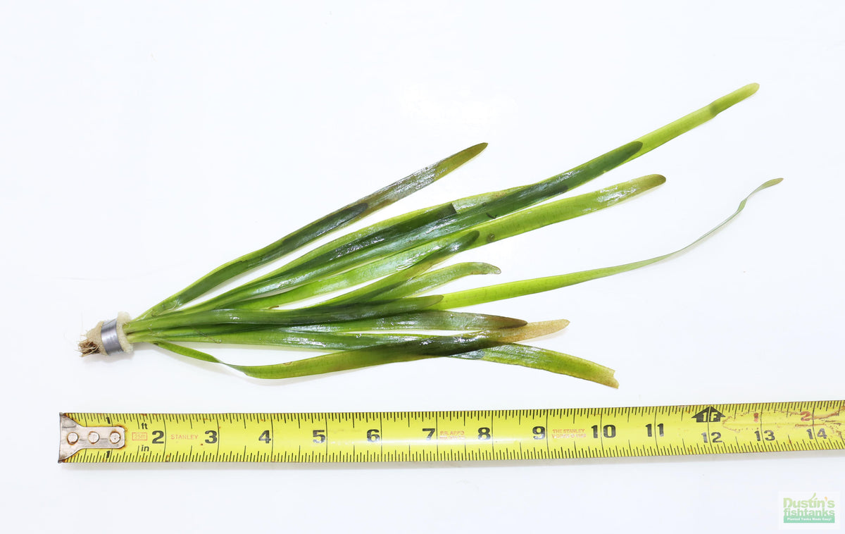 Live Jungle Vallisneria Aquarium Plant product image 4