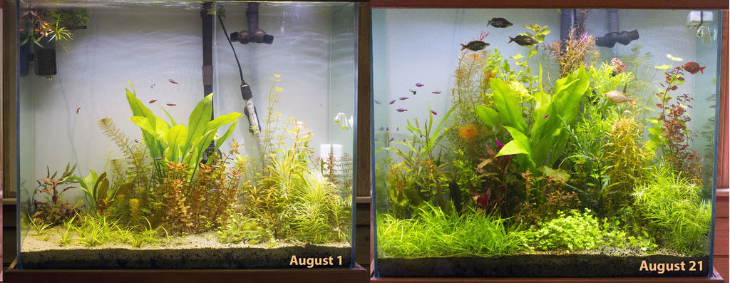 Double-Row Planted Aquarium LED Light 12"