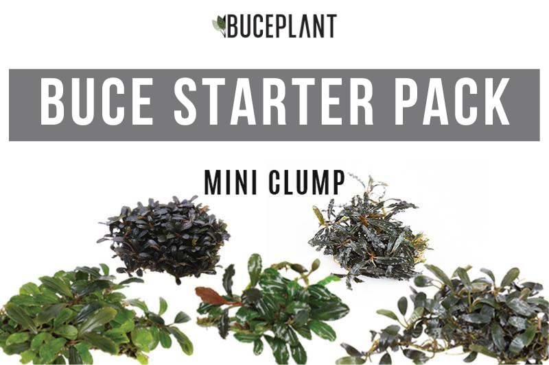 Live Bucephalandra Starter Pack, Mini Clump Package