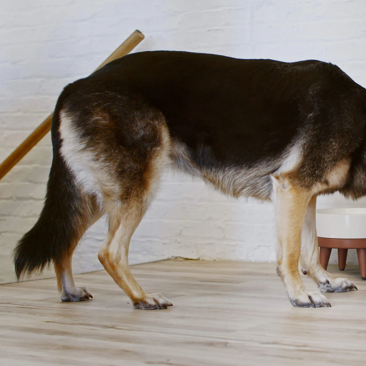 Dog food storage dispenser with mid century feeder styling, product image 31