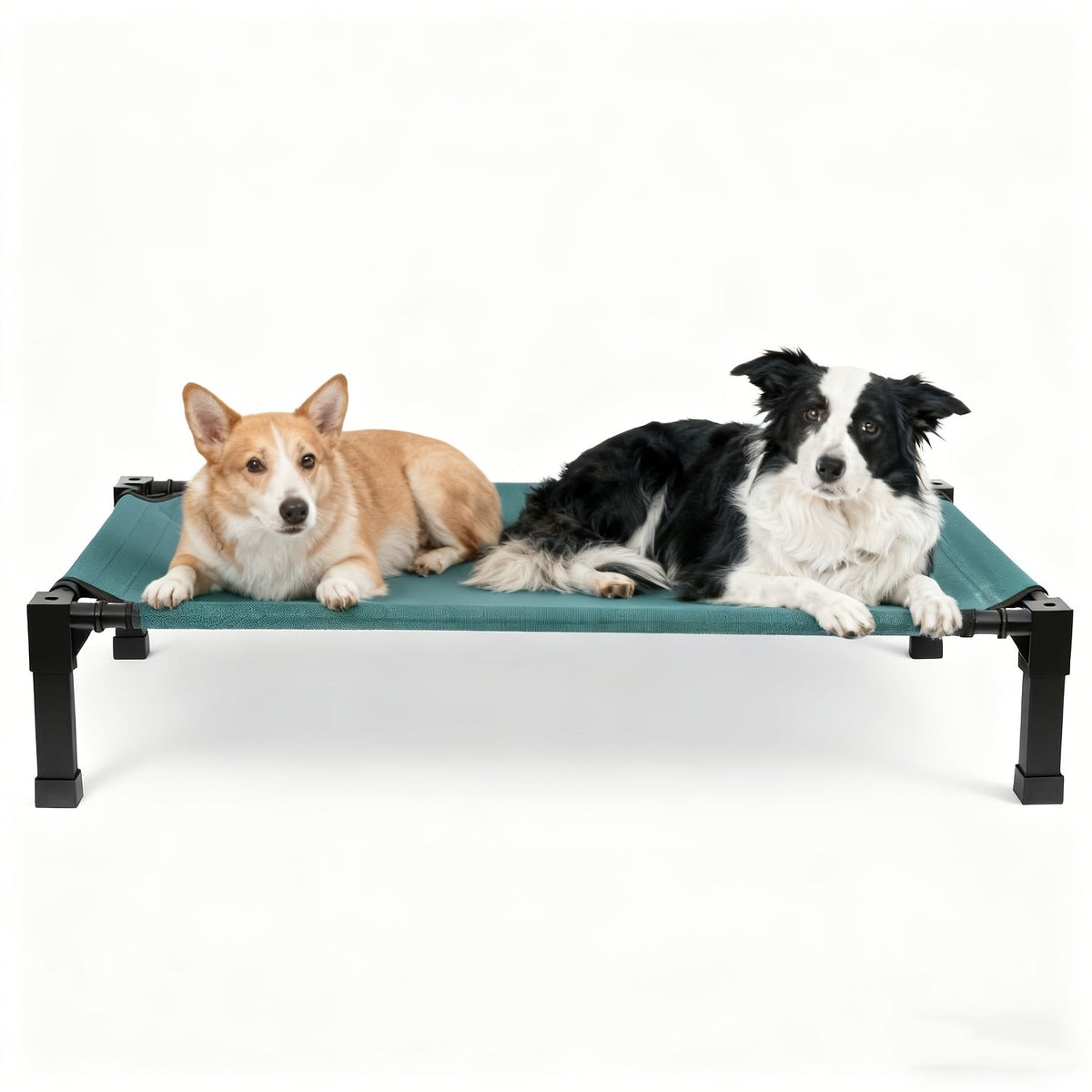 Elevated Mesh Dog Cot Bed with Folding-Leg Frame, Seven Colors and Four Labeled Sizes from 35 to 60 Inches
