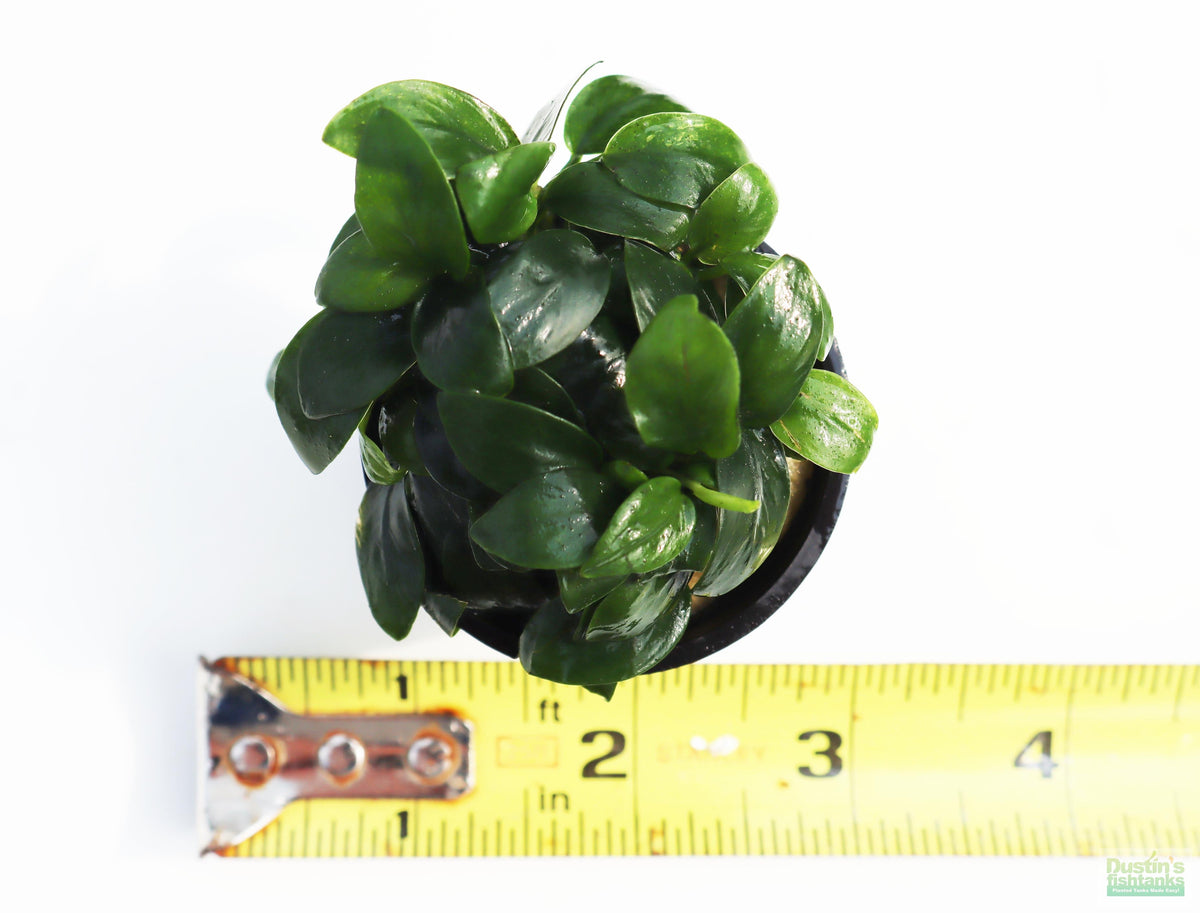 Live Anubias Nana Petite Aquarium Plant, Large Potted