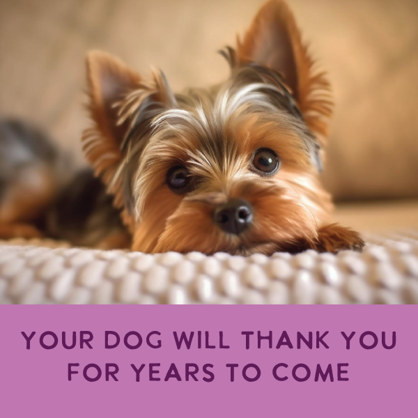Gently Cooked Dog Food product image 5