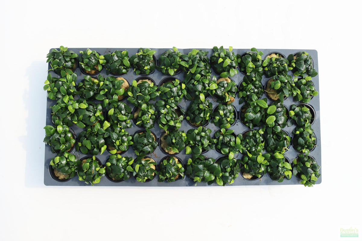 Live Anubias Nana Petite Aquarium Plant product image 35