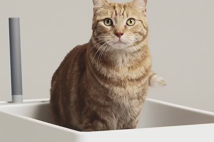 Cove Litter Box product video