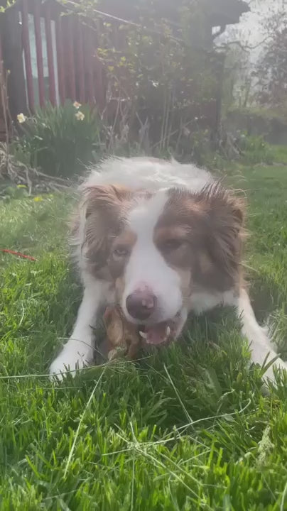 Slow-Smoked Beef Knee Cap Dog Chews product video