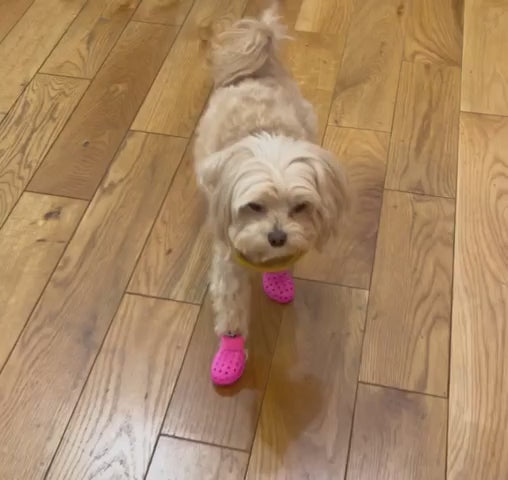 Ventilated Hot Weather Dog Boots product video