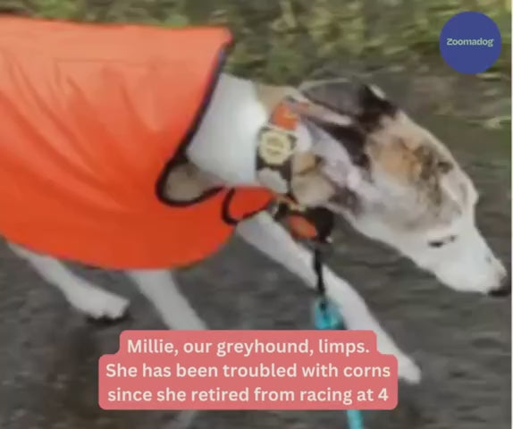 Greyhound and Whippet Dog Boots, Set of Two with YKK Zipper and Grip Sole for Secure Daily Walks product demonstration video